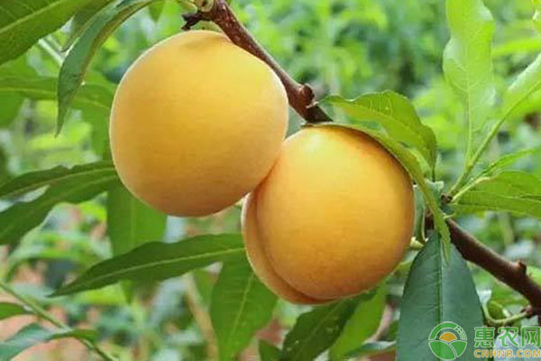 甜度最高的桃子是哪个品种？中国最甜的桃子排行榜