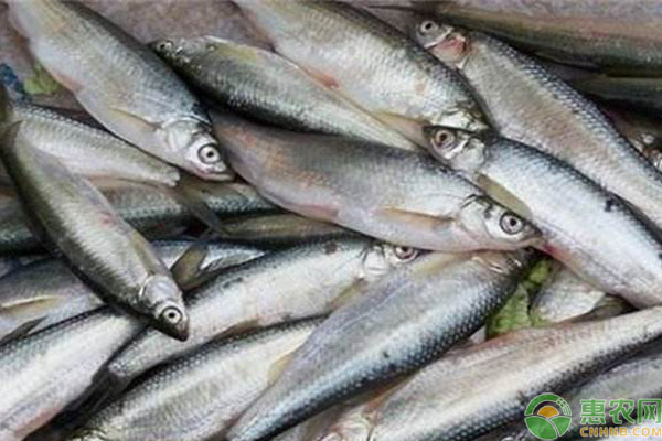 农村养鱼哪些品种可以致富？这几个效益很可观！