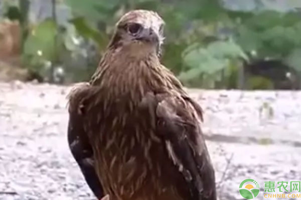 农村小伙饲养二级保护动物老鹰，一只就能卖1600元！