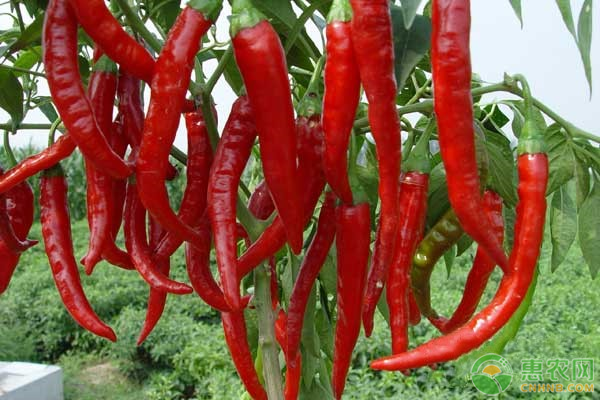 辣椒的施肥技术和原则