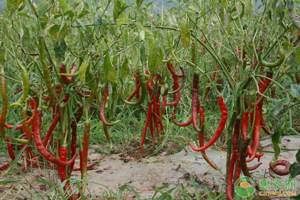 辣椒价格多少钱一斤？辣椒的施肥技术和原则有哪些？