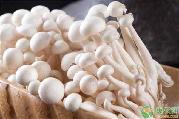 白玉菇多少钱一斤?白玉菇的营养功效介绍