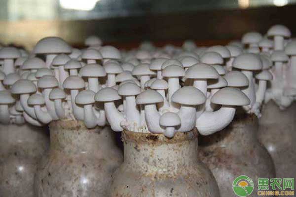 白玉菇多少钱一斤?白玉菇的营养功效介绍