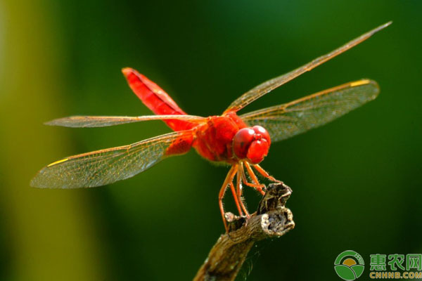蜻蜓吃什么？一天能吃几只蚊子？蜻蜓点水的目的