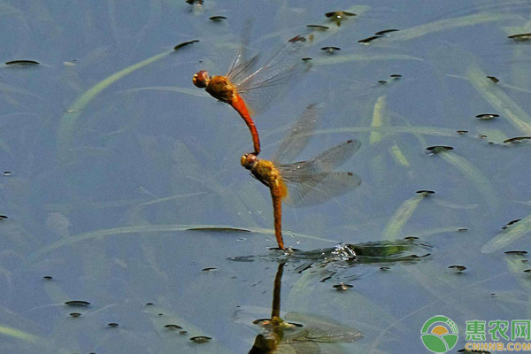 蜻蜓吃什么？一天能吃几只蚊子？蜻蜓点水的目的