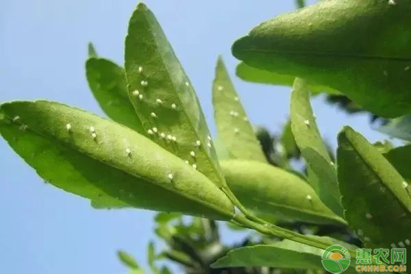 果树种植管理