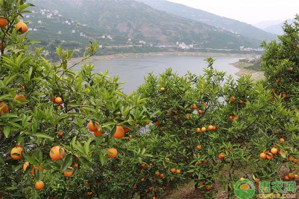 九月份果树种植管理要点