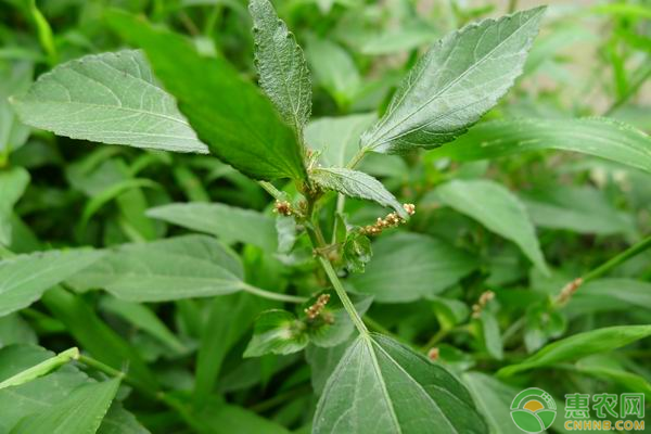 白露蔬菜种植技巧