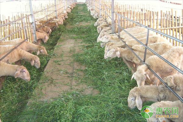 2019养殖什么最赚钱？这四大冷门养殖项目值得推荐！