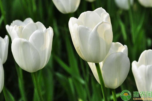 白色郁金香花语
