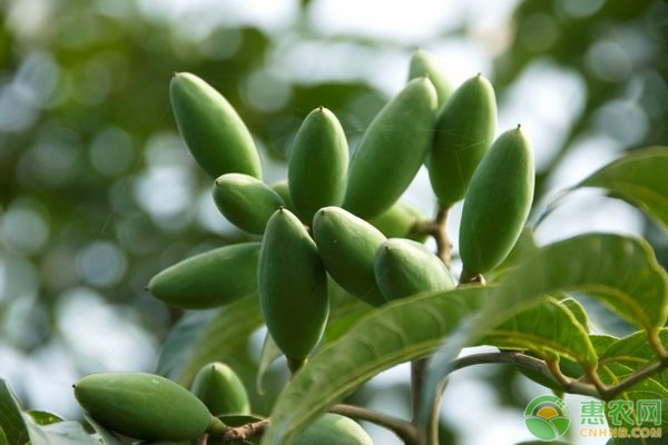 橄榄价格多少钱一斤