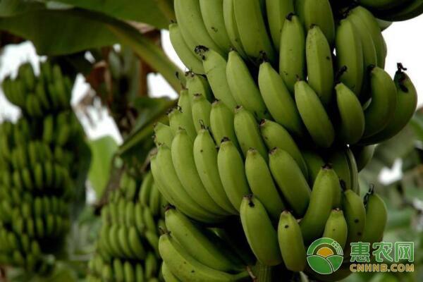 种子不发育的香蕉是怎么繁殖的?