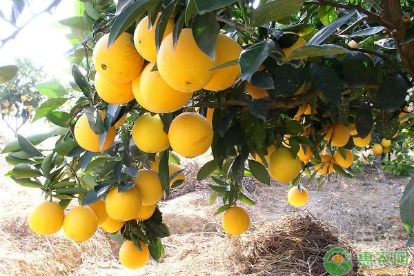 橙子的种植技术