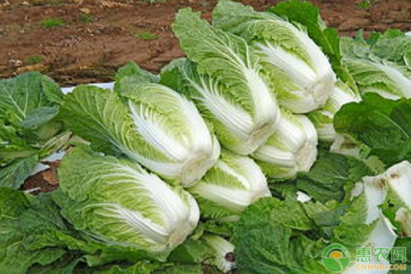 白菜种植技术