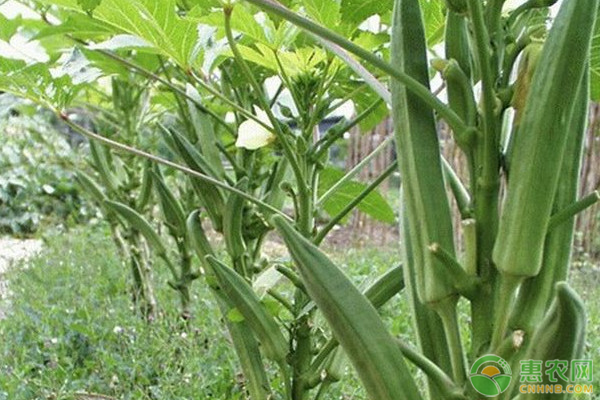 黄秋葵价格多少钱一斤