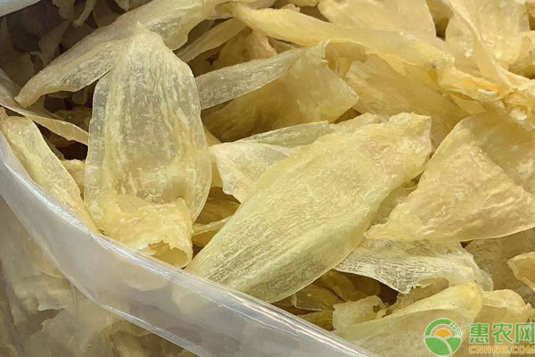 鱼胶价格