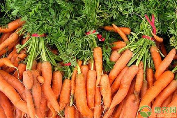 白萝卜和胡萝卜有什么区别？农民朋友选种哪个好？