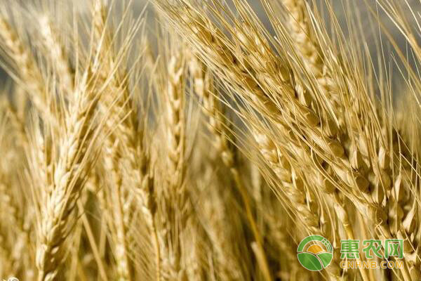 今日小麦价格多少钱一斤？目前小麦行情如何？