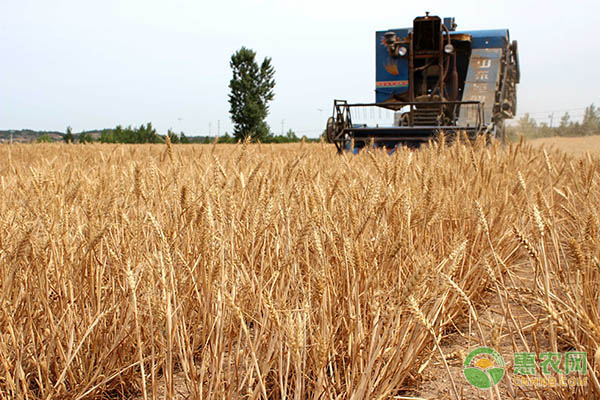 小麦价格行情分析