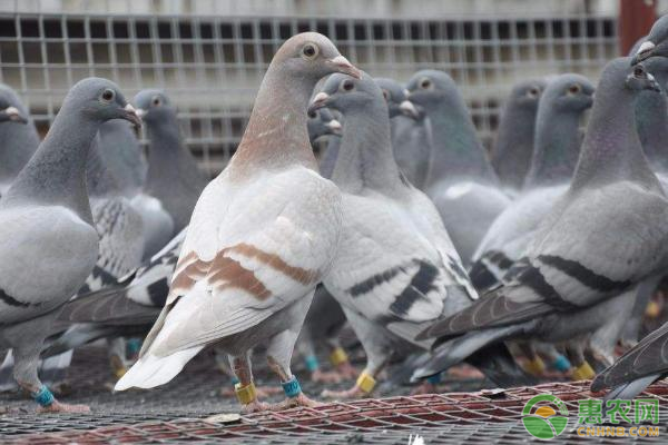 2019年乳鸽批发价多少一只？养殖鸽子的四个优势！