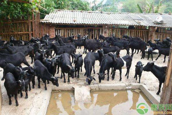 黑山羊市场价格多少钱一斤？养殖前景怎么样？