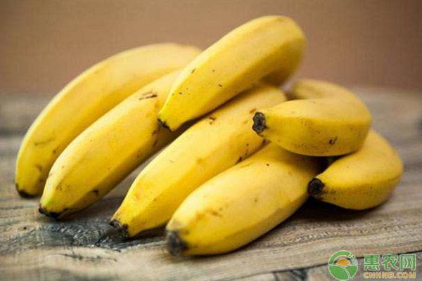 厄瓜多尔香蕉价格多少钱一斤？厄瓜多尔香蕉有何特点？