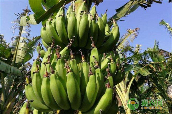 仙人蕉价格要多少钱一斤？仙人蕉的四大营养价值！