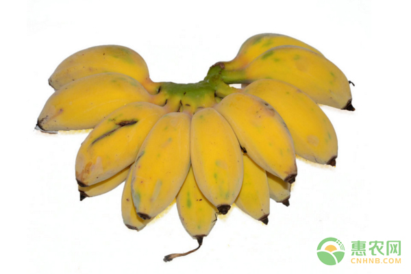 苹果蕉在什么季节定植最适宜?