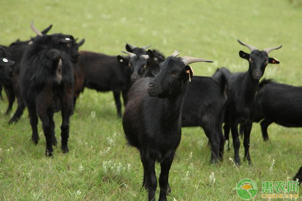 黑山羊种养价格多少钱一斤