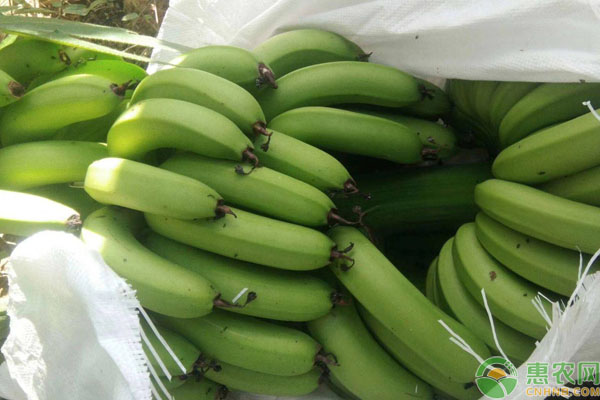 广东香蕉1号品种特点