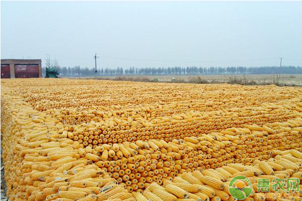 临近国庆，玉米价格走势如何？2019最新玉米价格行情预测