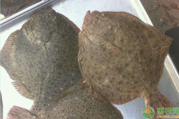 多宝鱼功效作用