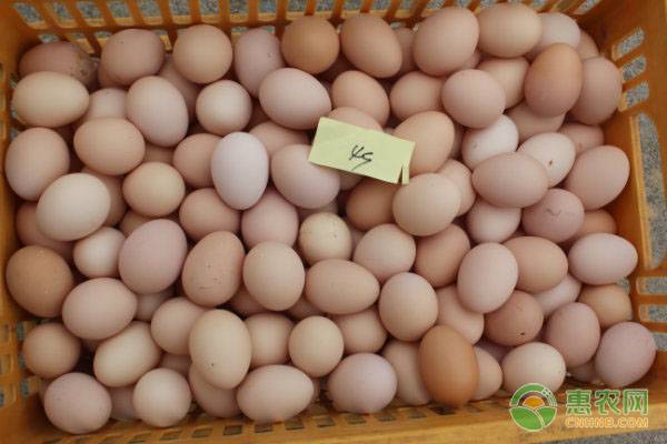 鸡蛋的种类有几种？哪种营养价值最高？