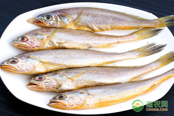 东海黄鱼什么季节最肥？