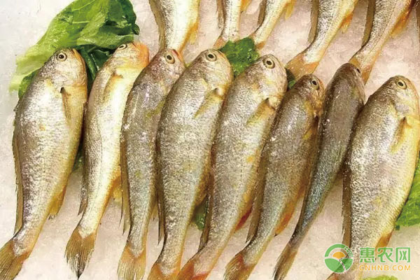 大陈黄鱼多少钱一斤？