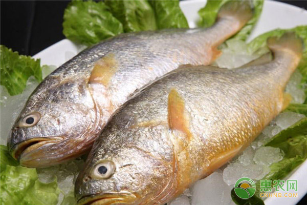 大黄鱼活的多少钱一斤？哪些食物适合同大黄鱼一起吃？