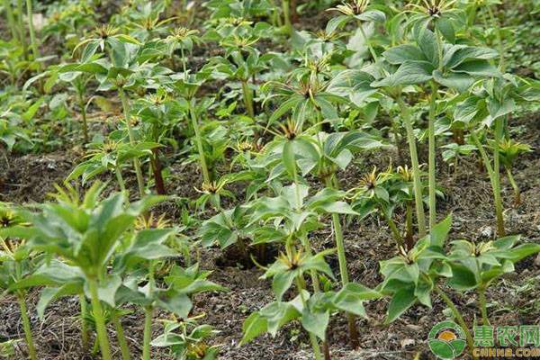 大理种植白芨和重楼赚钱吗？（附<a href='https://www.cnhnb.com/t/115404.html' class='j-href' target='_blank'><span style='color:#FF8001'>种植前景</span></a>及效益分析）