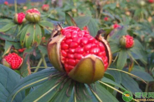 大理种植白芨和重楼赚钱吗？
