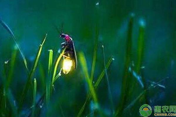 大萤火虫吃什么？萤火虫发光有哪些作用？
