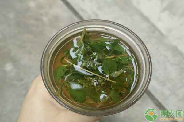 香龙草泡茶喝的利弊