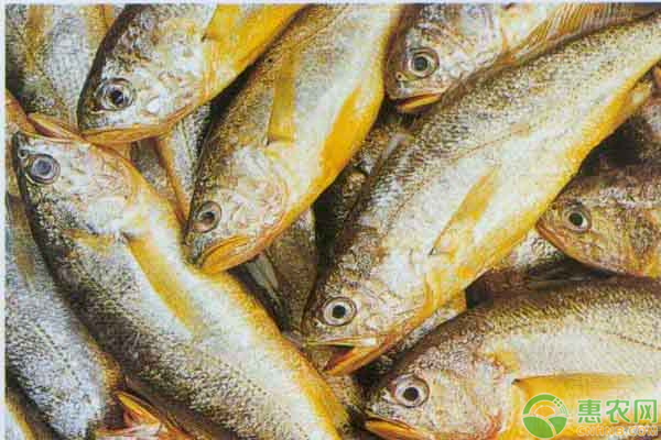 东海黄花鱼多少钱一斤