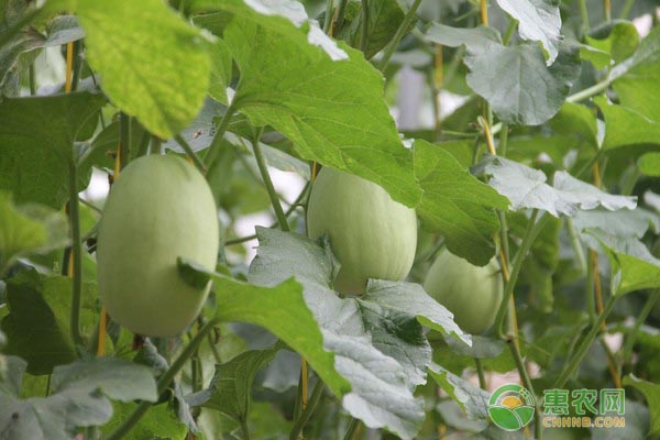 费县甜瓜多少钱一斤？甜瓜的播种方法介绍