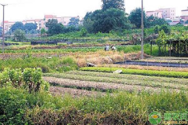 农村的基本农田能建养猪场吗？了解这些建养猪场要求就明白