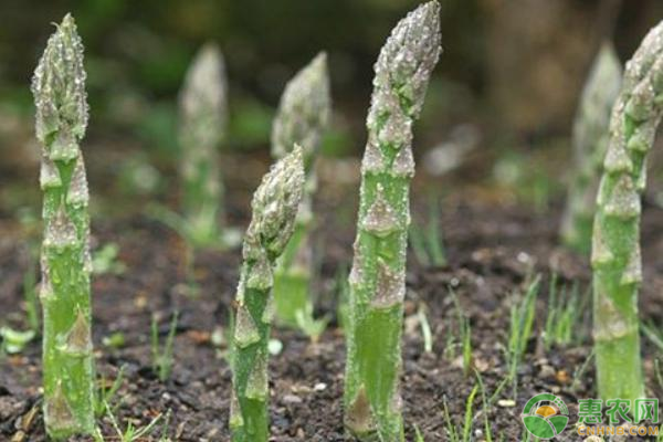 芦笋价格多少钱一斤