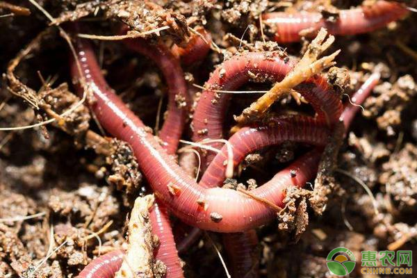 红蚯蚓怎么养殖