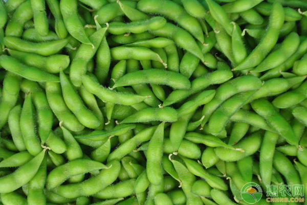 黄豆与毛豆的营养价值