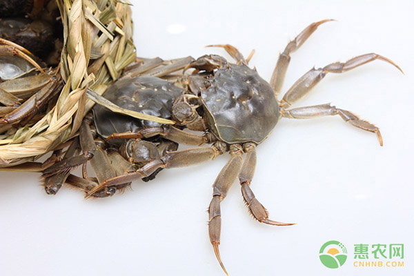 阳澄湖大闸蟹价格上涨