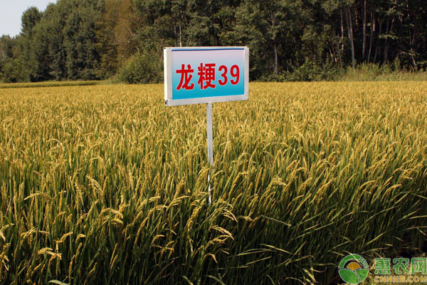最好的水稻品种有哪些？分别适合哪些省份种植？