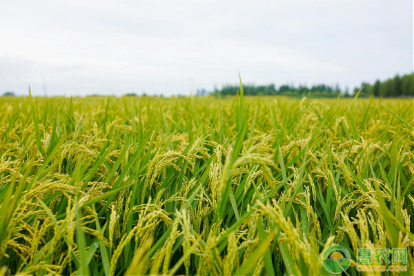 米质最好的水稻品种