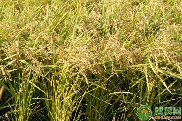 长粒水稻常见的品种有哪些？